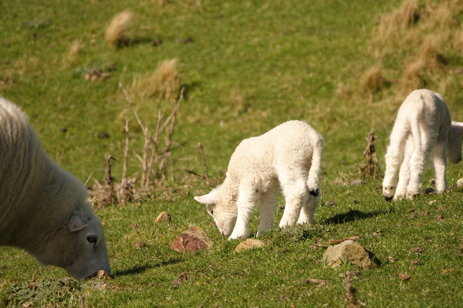 lambs.jpg