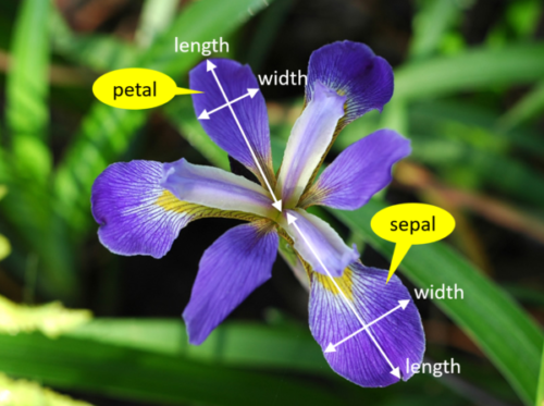 sepal_vs_petal